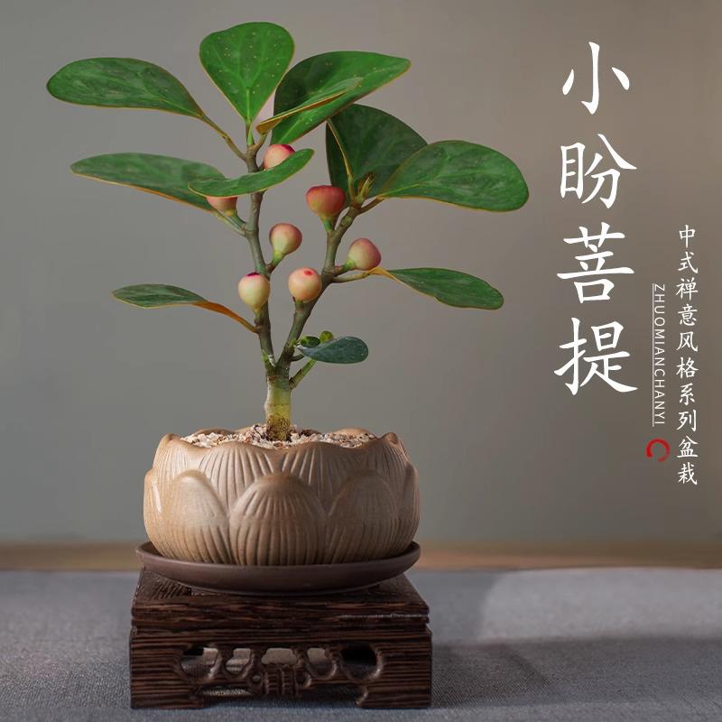 小盼菩提树盆栽植物室内桌面四季客厅观叶办公室观果绿植好养盆景