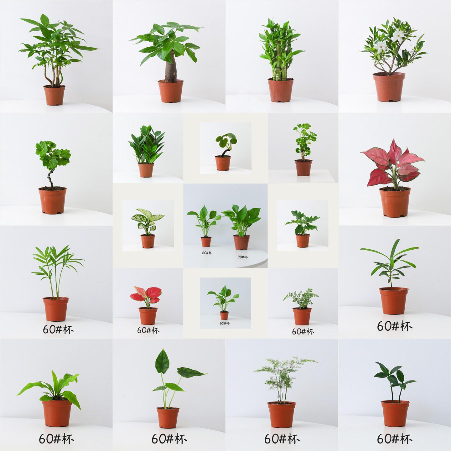 发财树绿植盆栽富贵竹植物