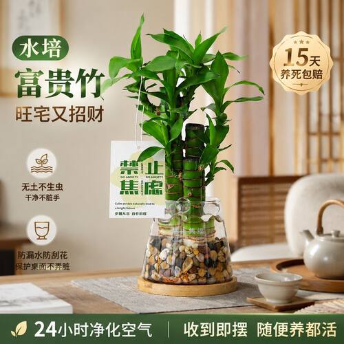 水培富贵竹懒人室内招财好养绿植