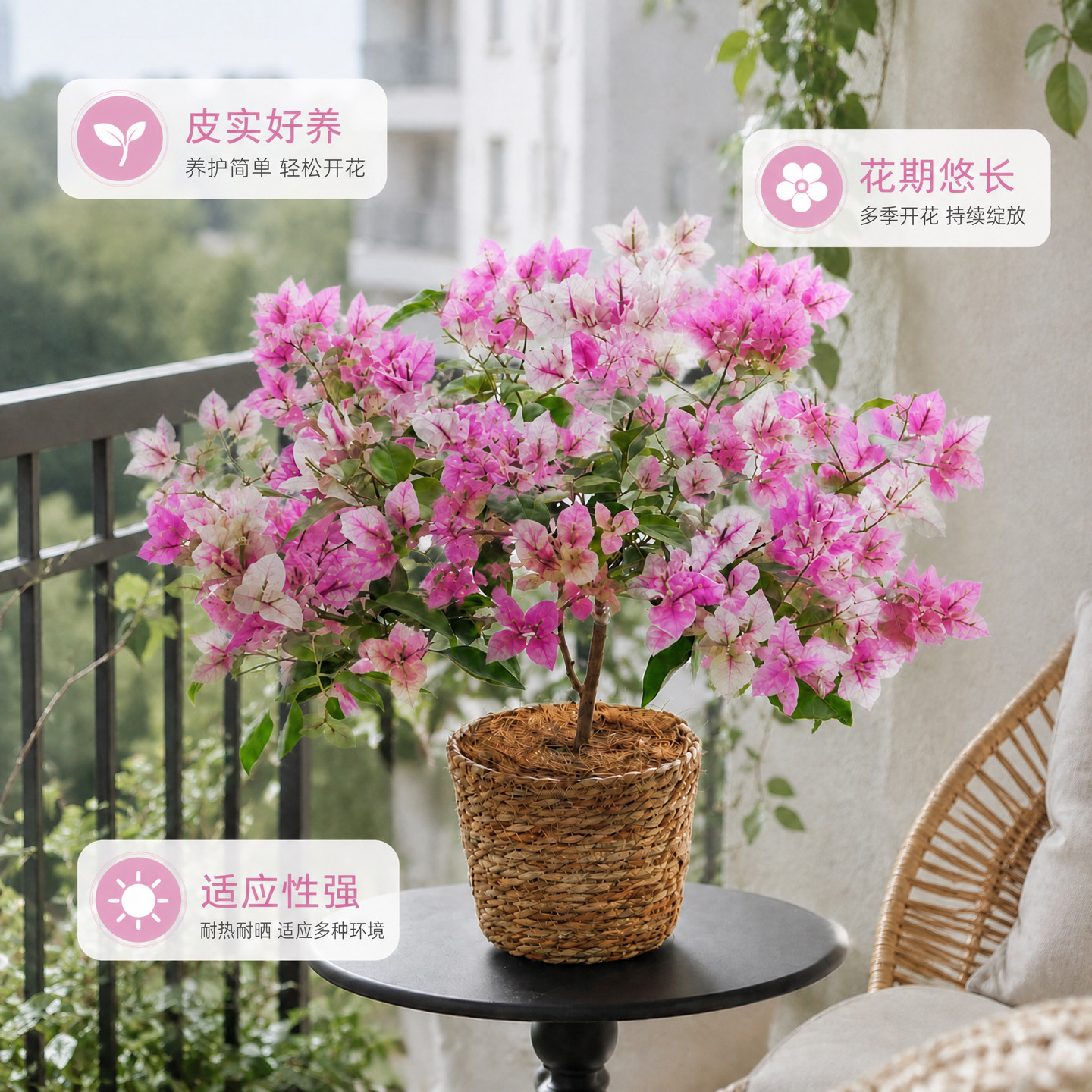 三角梅盆栽四季开花老桩客厅室内观赏盆景好养易活耐寒绿植花卉