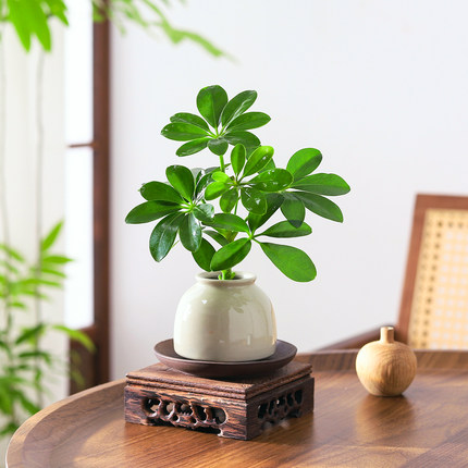 八方来财鸭脚木盆栽水培植物客厅办公桌面绿植花卉四季好养活盆景