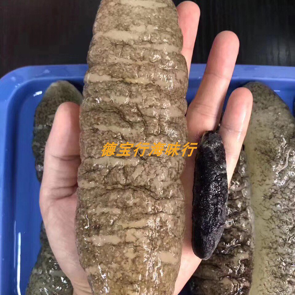 澳洲明秃 深海天然海参淡干海参干货印尼秃参约500g 正品礼品