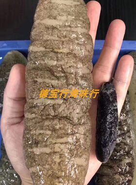 澳洲明秃深海天然海参印尼500g约