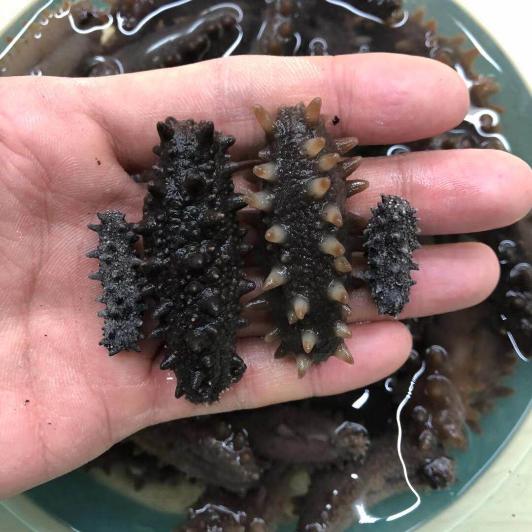 俄罗斯淡干涨发16倍海参500头 足干250克 萨哈林二红六排刺参