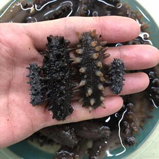 俄罗斯淡干涨发16倍海参500头 足干250克 萨哈林二红六排刺参