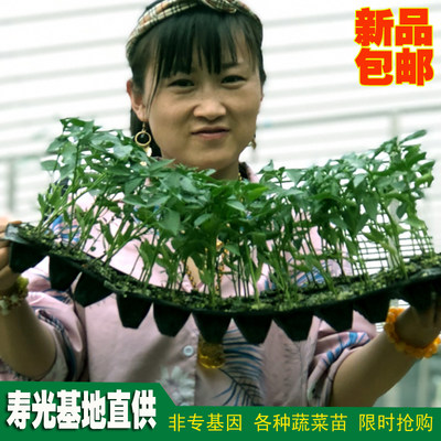 蔬菜苗寿大寿光基地直发四季盆栽