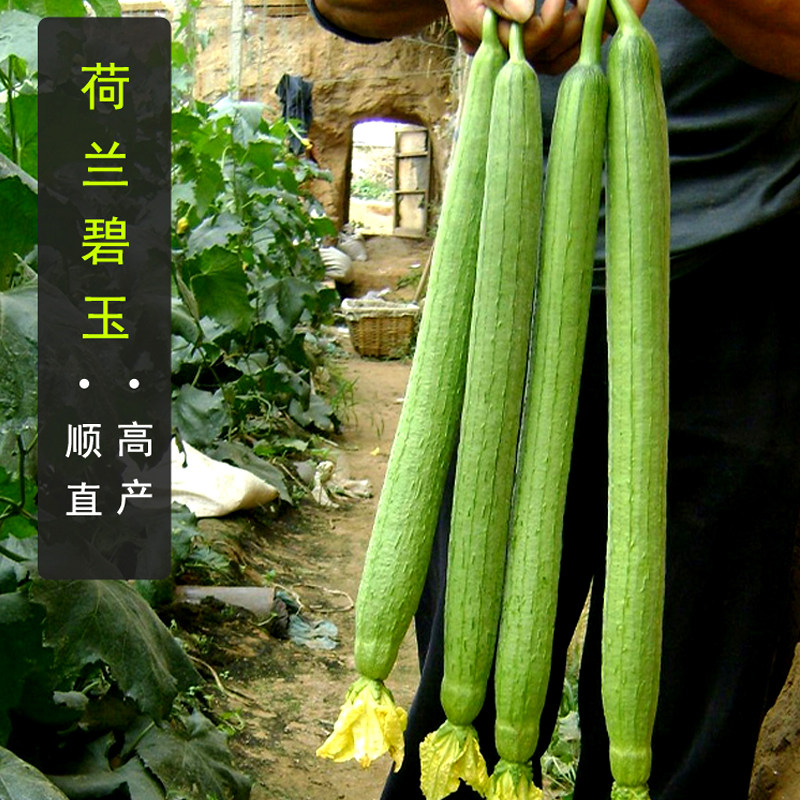 丝瓜种子高产四季播寿光蔬菜春季种荷兰碧玉香中绿特长棱丝瓜种籽,鲜花速递/花卉仿真/绿植园艺,家庭园艺种子,淘宝优惠券,粉丝福利购,淘宝优惠卷