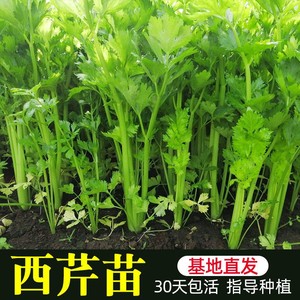 芹菜苗根芹苗寿光蔬菜种子芹菜种子四季小香芹种子菜园菜园山芹菜