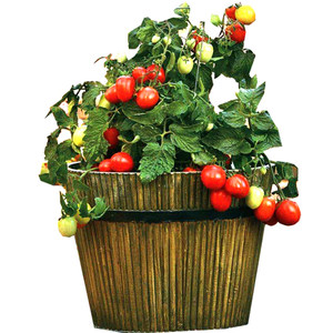 盆栽矮生小番茄种子四季春播盆栽红圣女果黄蔬菜番茄阳台蔬果种籽