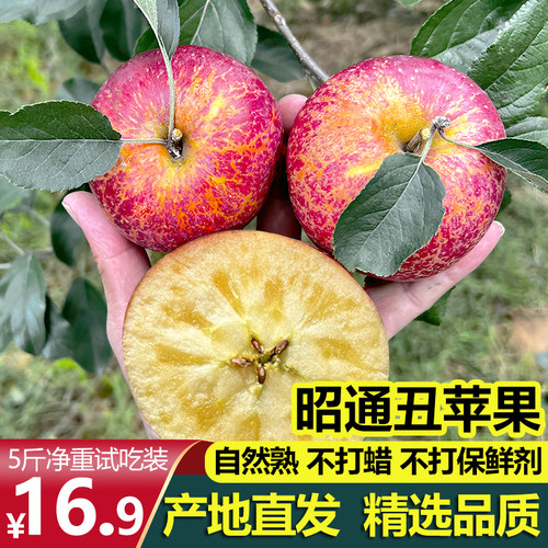 云南昭通丑苹果核心产区新鲜整箱