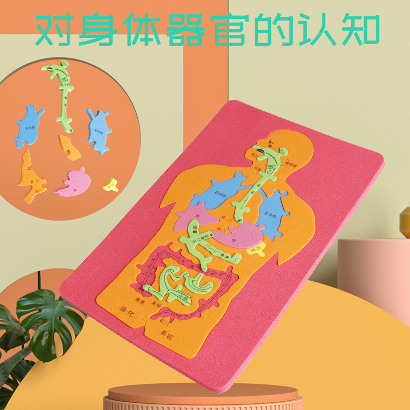 科技小制作拼图EVA人体器