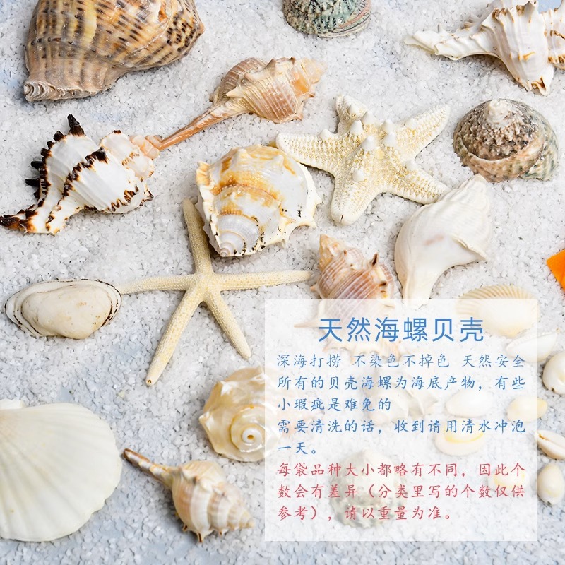 天然贝壳海螺海星鱼缸造