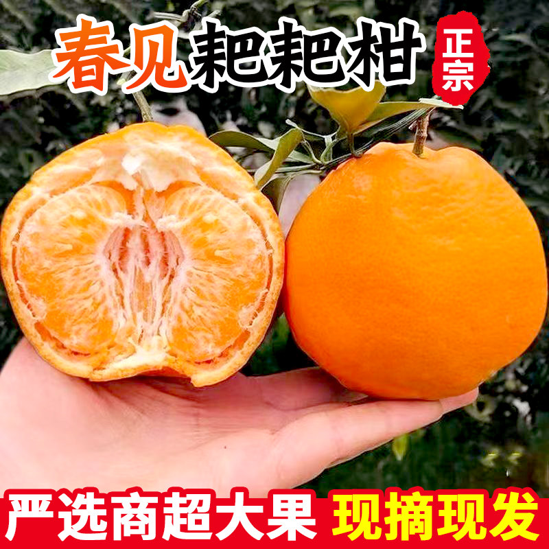 【特大果彩箱】正宗四川春见粑粑柑橘子新鲜水果现摘现发丑桔子,水产肉类/新鲜蔬果/熟食,桔子,淘宝优惠券,粉丝福利购,淘宝优惠卷