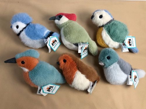 英国吉利猫鸟知更鸟蓝冠鸦