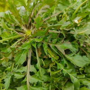 荠菜新鲜地菜花野生饺子包子馅老人小孩孕妇绿色蔬菜带泥发货包邮
