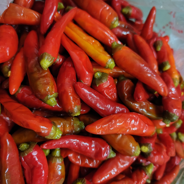 红辣椒新鲜广西桂林香辣泡椒青辣椒老坛纯手工腌制坛坛酸辣椒包邮