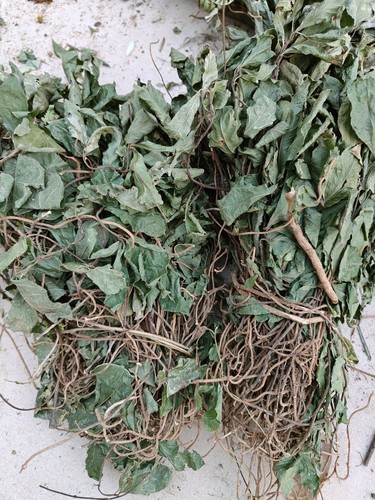 矮地茶野生矮婆茶泡水不出林紫金牛干品干草广西大山发货500g包邮