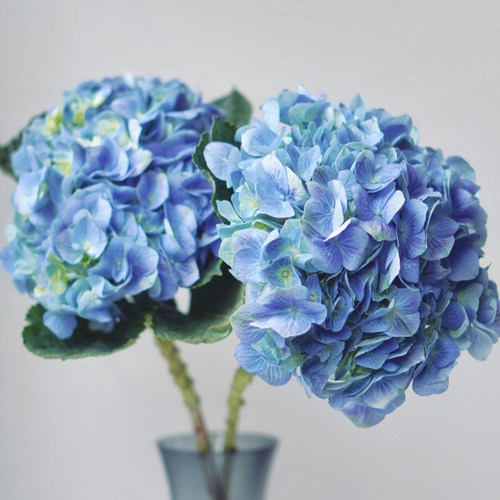 云南昆明直发绣球花生活鲜花包邮