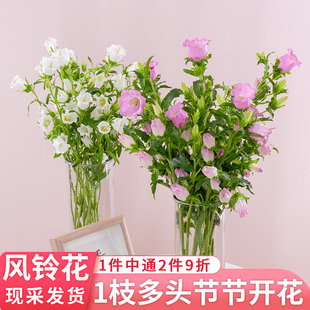 风铃花鲜切花云南基地直发应季鲜花酒杯风铃家用水养办公室插花