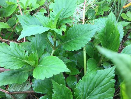 野生新鲜苦菜酱败草 野菜煲汤 包邮现采苦斋婆苦抓菜种苗