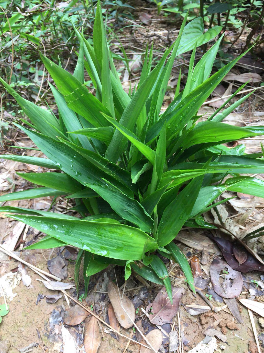 淡竹叶苗淡竹叶根假山微盆景素材野生药材新鲜淡竹叶盆栽20元10棵