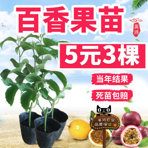 四季钦密9号黄金百香果树果苗
