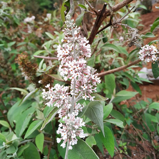 新鲜密蒙花染饭花纯植物云南省染饭花染料黄色糯米饭染料干密蒙花