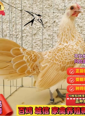 纯种波兰鸡受精蛋观赏鸡宠物波兰鸡可孵化受精种蛋包破损包受精