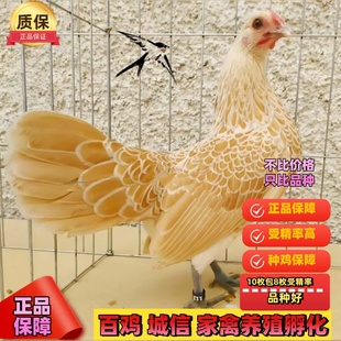 纯种波兰鸡受精蛋观赏鸡宠物波兰鸡可孵化受精种蛋包破损包受精