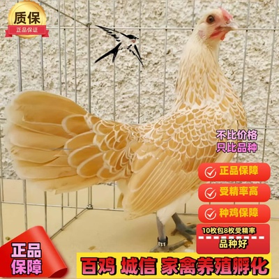 纯种波兰鸡受精蛋观赏鸡宠物波兰鸡可孵化受精种蛋包破损包受精