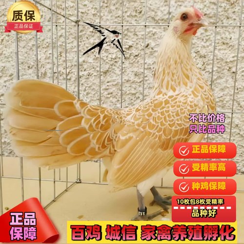 纯种波兰鸡受精蛋观赏鸡宠物波兰鸡可孵化受精种蛋包破损包受精