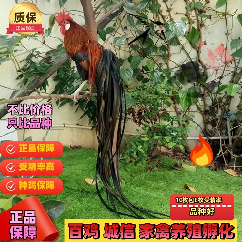纯种长尾鸡受精蛋观赏鸡种蛋可孵化小鸡受精蛋宠物鸡种蛋