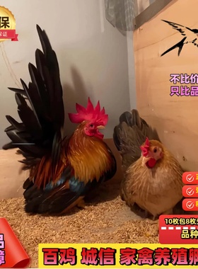 泰国矮脚鸡白桂鸡矮脚鸡种蛋观赏鸡种蛋受精蛋可孵化元宝鸡宠物鸡