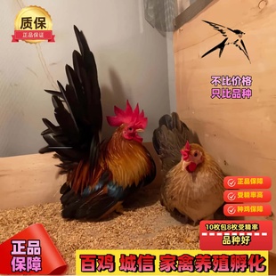 泰国矮脚鸡白桂鸡矮脚鸡种蛋观赏鸡种蛋受精蛋可孵化元 宝鸡宠物鸡