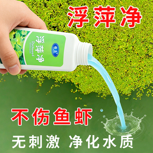 圆心萍浮萍净化水质水培植物去绿藻青苔水藻褐藻浮萍净