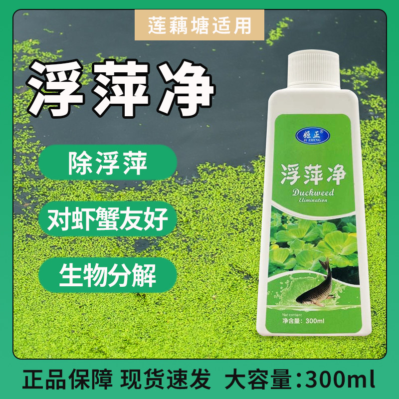 养殖不伤藕虾蟹圆心萍浮净化水质绿藻青苔水藻褐藻浮萍净
