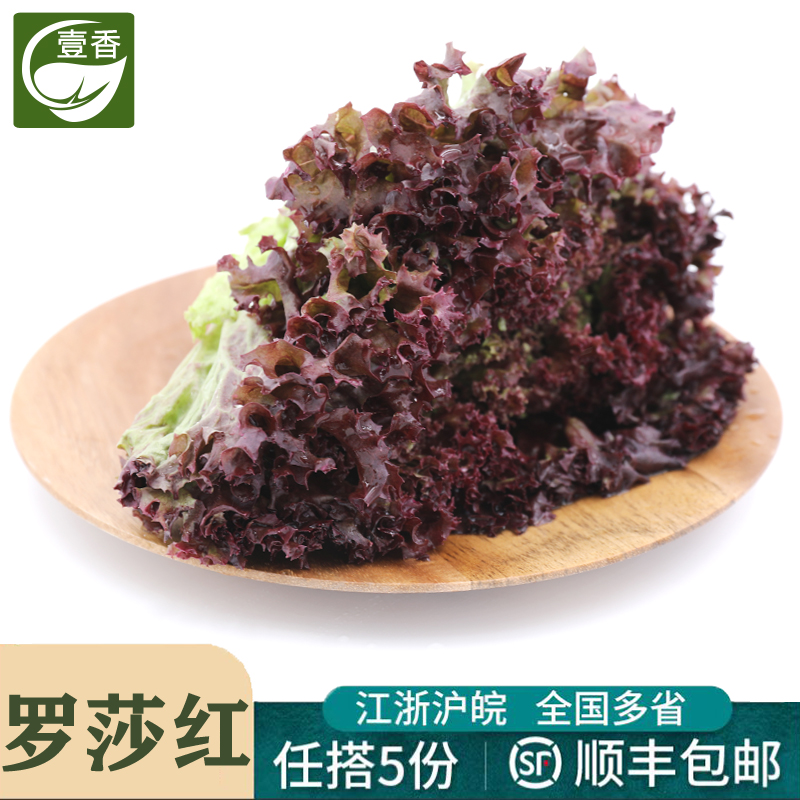 壹香 红叶生菜500g 罗莎红 紫叶生菜 新鲜沙拉蔬菜西餐轻食食材