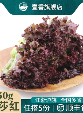壹香 红叶生菜250g 紫叶生菜罗莎红新鲜蔬菜沙拉食材轻食色拉菜