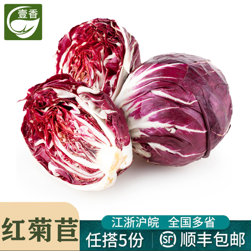 鲜红红菊苣西餐沙拉蔬菜食材