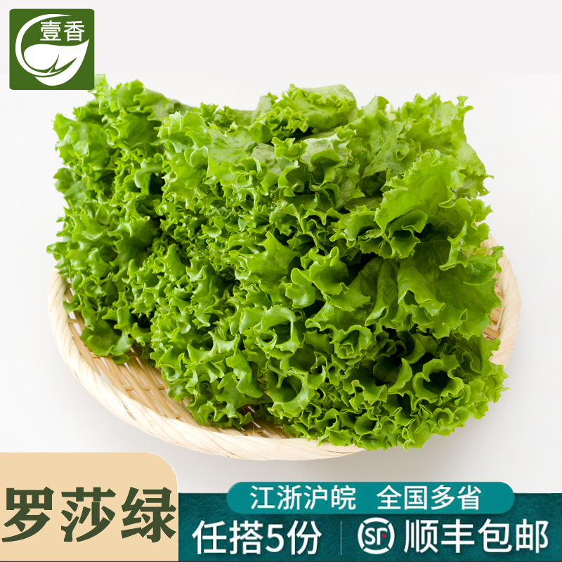 新鲜绿叶生菜西餐食材沙拉蔬菜
