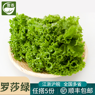 壹香 新鲜绿叶花叶生菜生吃沙拉蔬菜烤肉食材轻食配菜 罗莎绿500g