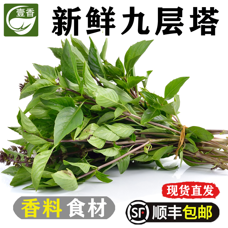 新鲜九层塔西餐调料香料配菜