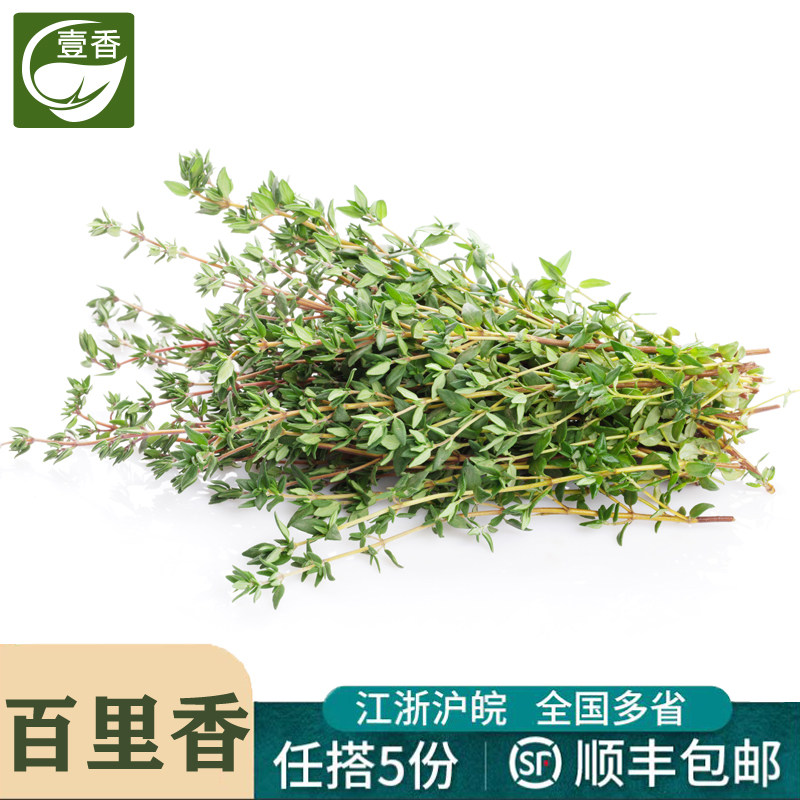 新鲜百里香100g 西餐牛排烘焙烧烤调料配菜泰餐香料麝香草山胡椒