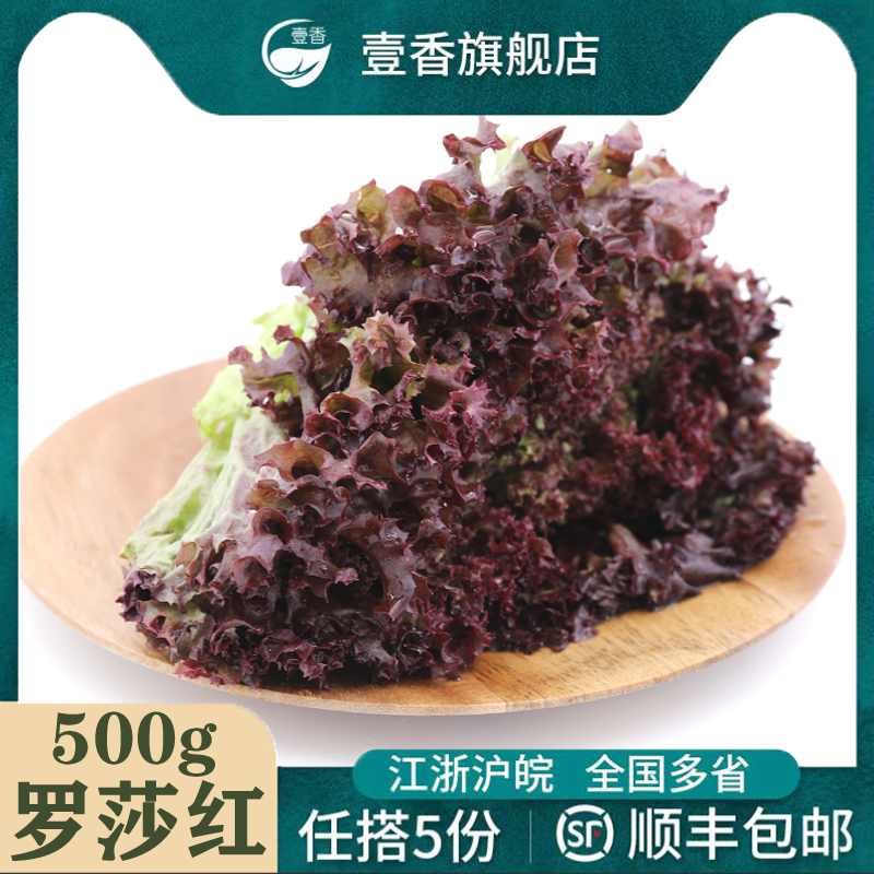 壹香 红叶生菜500g 罗莎红 紫叶生菜 新鲜沙拉蔬菜西餐轻食食材 水产肉类/新鲜蔬果/熟食 叶菜类 原图主图