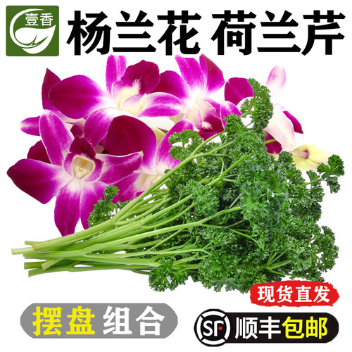 杨兰花荷兰芹西餐火锅摆盘装饰
