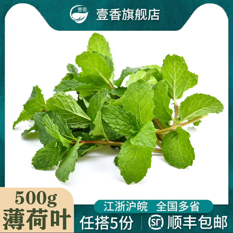 新鲜薄荷叶500g 食用留兰香薄荷...