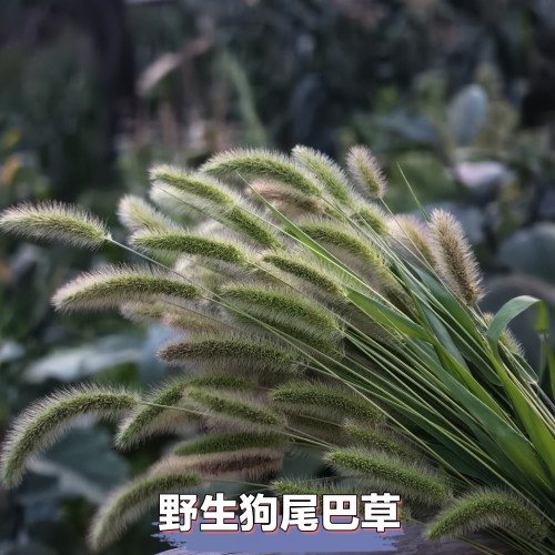 纯野生新鲜狗尾巴草500g光明子 毛毛草毛嘟嘟狗尾巴草狗尾中草药