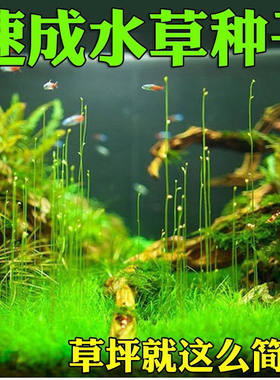 鱼缸水草种子牛毛活体植物造景