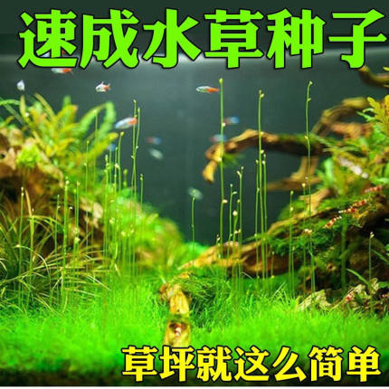 鱼缸水草牛毛草活体水族箱植物造景装饰懒人净化水质的种籽泥