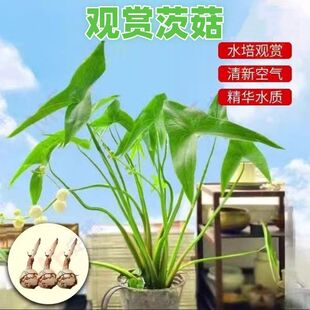 水生植物慈姑种苗茨菇苗燕尾草挺水水草湿地鱼缸池塘净化花卉种球